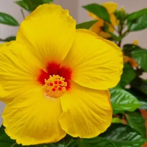 https://santiago-del-teide-santiago-del-teide.tenerifehoteles.net
